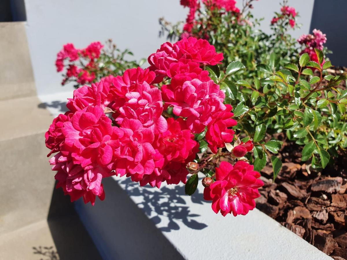 Casa Atlantico Tropischer Seitenfluegel Ribeira Brava Εξωτερικό φωτογραφία